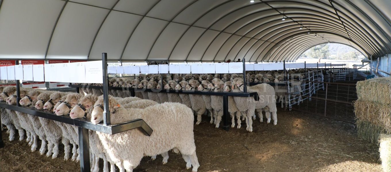 AgShelter Sheep Stockyard Saleyard